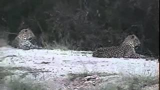 Two Male Leopard Cubs on Wall at Djuma - Jan 24 2014