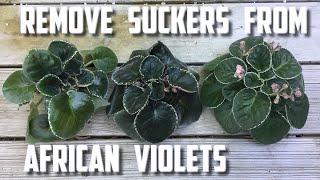 Remove Suckers from African Violets