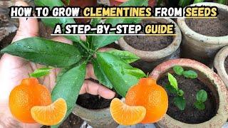 How to Grow Clementines From Seeds A Step-by-Step Guide  #clementine #citrus #gardening #seeds