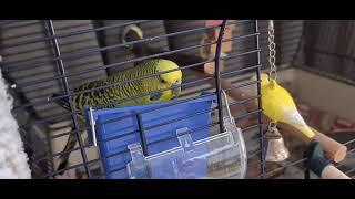 Budgie Supersonic Eating
