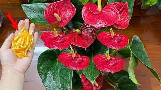 This causes any Anthurium plant to flower and grow like crazy  Natural Fertilizer