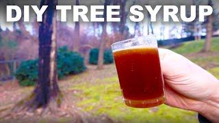 DIY syrup from trees not just maples