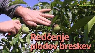 Redčenje plodov breskev