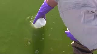 Monitoring Harmful Algal Blooms for a Swimmable California