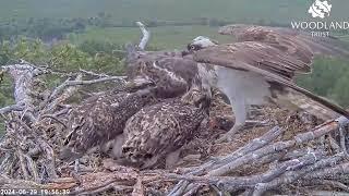 Louis the Loch Arkaig Osprey brings a second fish but only one chick gets to eat 29 Jun 2024