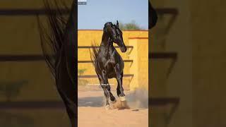 Stallion Naagraj #horselover #marwaristallion #ytshorts #marwarihorse #viralvideo