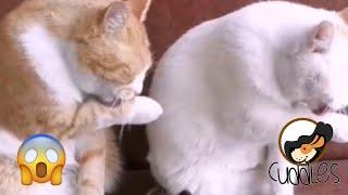  Synchronized licking   Try not to laugh or even smile 178