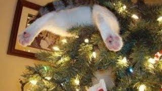 Katzen zerstören Weihnachtsbaum - Weihnachten - Advent mit Katzen - Cats destroy christmas trees