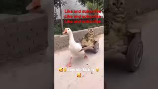 Duck and cat joyride #shorts #viral #trending #shortsvideo #youtube