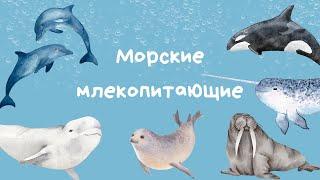 Изучаем подводный мир  Морские млекопитающие для детей