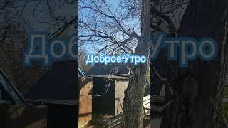 Доброе Утро Прекрасного Дня #доброеутро #огород #листья #мульча #осень #люсимили #сад #погода #мир