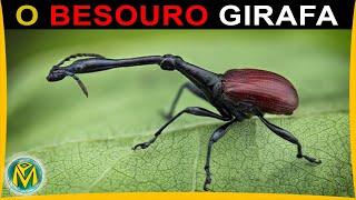 O BESOURO GIRAFA de MADAGASCAR