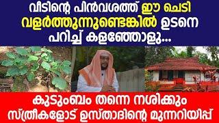 വീടിന്റെ പിൻവശത്ത് ഈ ചെടി വളർത്തുന്നുണ്ടെങ്കിൽ ഉടനെ പറിച്ച് കളഞ്ഞോളു  കുടുംബം തന്നെ നശിക്കും