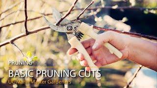 4 Basic Pruning Cuts Demonstrated & Explained