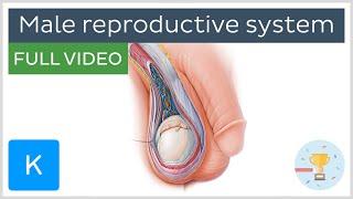 FULL VIDEO Male reproductive system - Human Anatomy  Kenhub