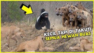 Ketika Musang Madu Marah Semua Hewan Buas Lari Ketakutan