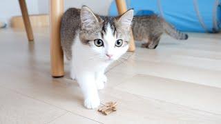 Kittens Fifi and Lili played with by Cat Dancer are too adorable