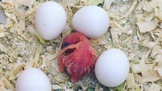 Baby Budgie Hatching