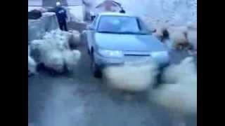 Driving Throw the cattle - خرفان اخر زمن