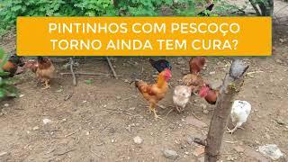 PINTINHOS COM PESCOÇO TORTO AINDA TEM CURA