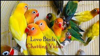 Love Birds Talking to each other  Birds video