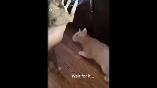 Funniest cats-Dont try to stop laugh-Pet lover