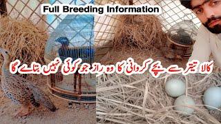 Kala Teetar Ka Breeding Farm Ground Birds Teetar Hatching Eggs Kala Teetar ki Awaaz