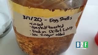 Update Crushed Egg Shells + Vinegar One Month Later  Liquid Calcium Fertilizer  Natural Farming