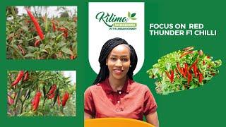 Focus on Red Thunder FI Chilli farming