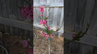 This Fruit Tree Fact Will Blow Your Mind