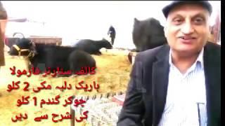 Dr.khalid pervez about calf starter of anmol  ڈاکٹر خالد پرویز کے جس کالف سٹارٹر پر انمول کٹا پلا