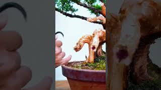 MY BONSAI TREE  #diybonsai #bonsaitree #bonsaiideas #indoorplants #tree #bonsaistyling