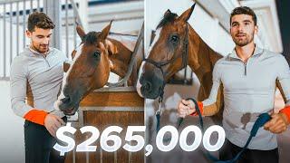 Why I Bought a $265000 Horse