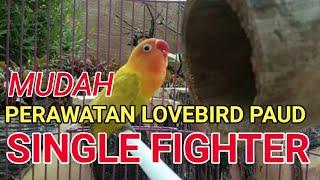 Perawatan Lovebird Paud Single Fighter