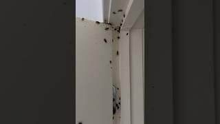 Cockroach infested property