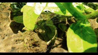 Calopteryx virgo - Ovipositing  Eiablage