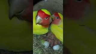 Albino Red eyes pair with their Chicks#prindystan #albino  #youtube #birdsbreeding