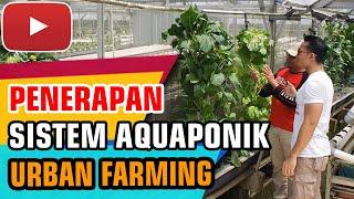 Review Sistem Aquaponik di GC Farm - Modern Urban Farming