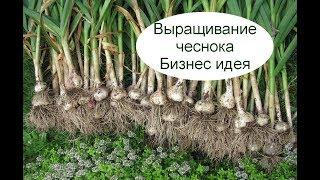 Выращивание чеснока. Бизнес идея