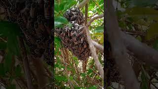 Bee making honey.