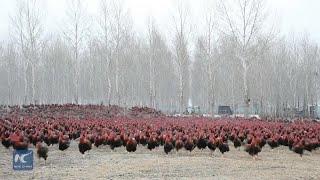 Chinese farmer and his 70000 chickens become online celebrities