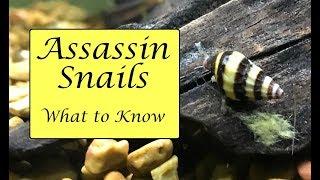 Assassin Snail Facts  Diet Housing Anatomy and More