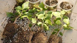 Bougainvillea propagation FAILS  Simple adjustment in the way you MAKE cuttings will FIX this