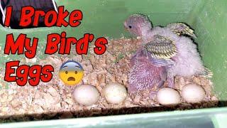 What Made Me Break My Budgies Eggs?