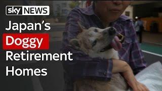 Japans Retirement Home For Dogs