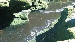 Englands most dangerous stretch of river the Strid river wharfe