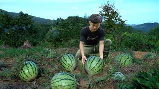 Harvesting watermelon on sandy soil to maket sell Raising ducks - 3 year living in the forest