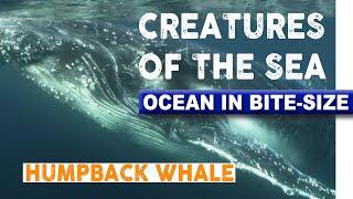 Creatures of the Sea - Humpback Whales