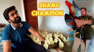 2 Brand 1 Shat Shamo Aseel Pakistan Hen Hatching Chicks at home Hsn Entertainment Murga Mandi