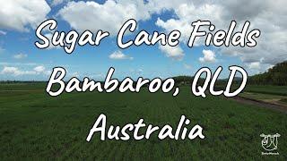 Sugar Cane Fields - Bambaroo Queensland Australia